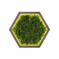 Hexagon LED Wandbild aus Islandmoos