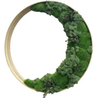 Runde Mooswand-Spiegel mit Moos und Pflanzenauf weißem Hintergrund.