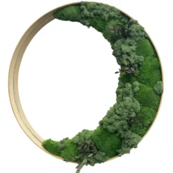 Runde Mooswand-Spiegel mit Moos und Pflanzenauf weißem Hintergrund.