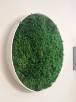 Detailaufnahme eines stabilisierten Farnmoosbildes von Ekomoss in einem weißen runden Rahmen, montiert an einer hellen Wand zur Verbesserung der Raumakustik.