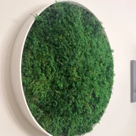 Detailaufnahme eines stabilisierten Farnmoosbildes von Ekomoss in einem weißen runden Rahmen, montiert an einer hellen Wand zur Verbesserung der Raumakustik.