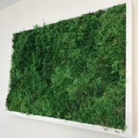 Rechteckiges Moosbild von Ekomoss aus dichtem Farnmoos in einem hochwertigen weißen Massivholzrahmen.