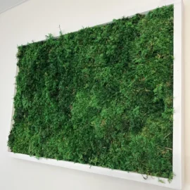 Rechteckiges Moosbild von Ekomoss aus dichtem Farnmoos in einem hochwertigen weißen Massivholzrahmen.