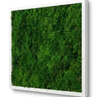 Moosbild mit Farnmoos von Ekomoss