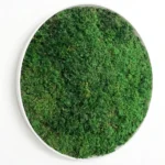 Rundes Wandbild mit konserviertem Farnmoos – Natur pur für Ihr Zuhause