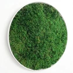 Rundes Wandbild mit konserviertem Farnmoos – Natur pur für Ihr Zuhause