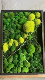 Moosbilder 3er Set Natur-Trilogie mit Kugelmoos und Provencemoos