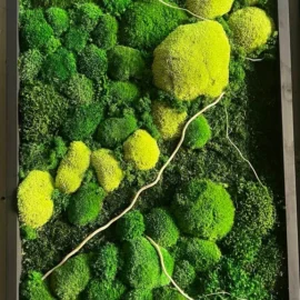 Moosbilder 3er Set Natur-Trilogie mit Kugelmoos und Provencemoos